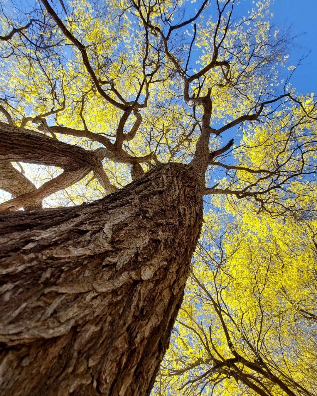 ¡El amarillo se adelanta! Floración atípica en el Jardín Botánico